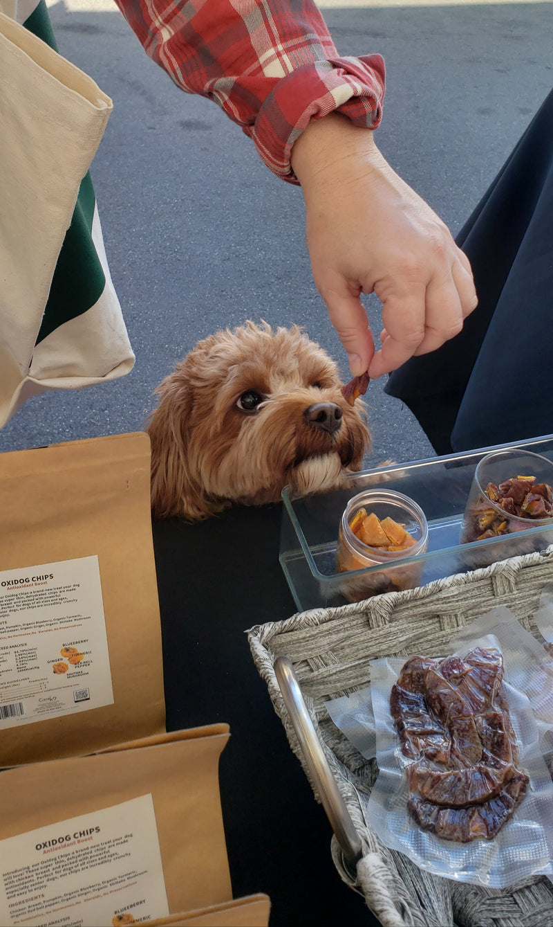 Owner training golden retriever with CareK9 Wellness Training Treats