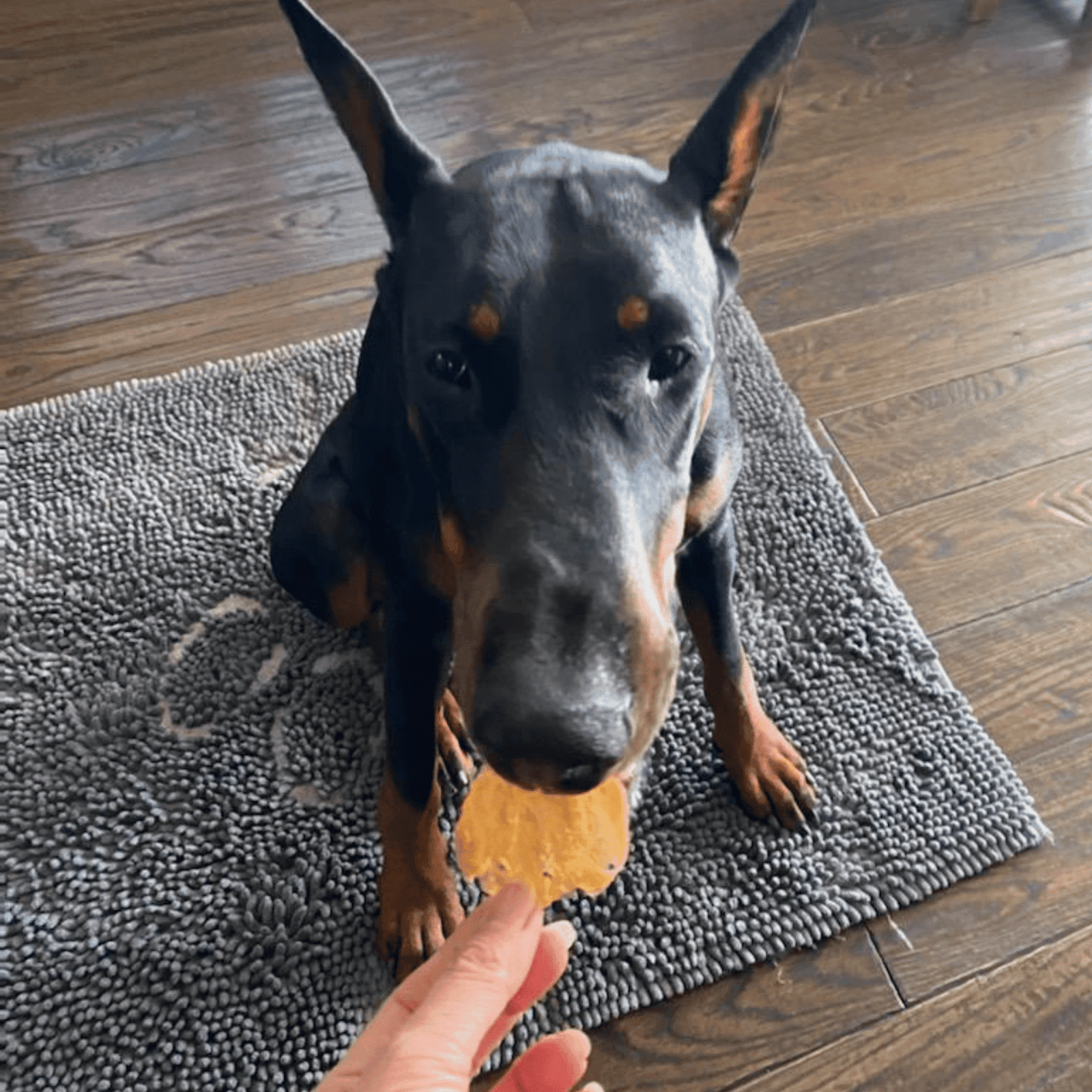 Dog with CareK9 Green Lipped Mussels joint health treats